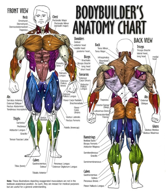 Bodybuilders chart